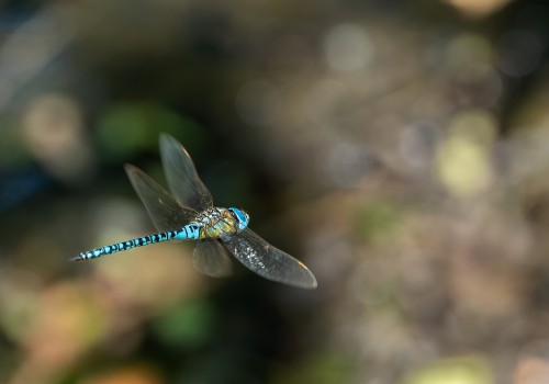 aeshna affinis aeschne affine male aeshna affinis aeschne affine male