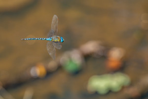 aeshna affinis aeschne affine male aeshna affinis aeschne affine male