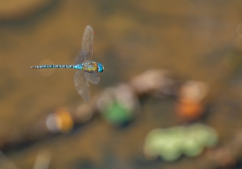 aeshna affinis aeschne affine male aeshna affinis aeschne affine male