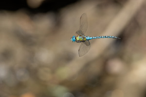 aeshna affinis aeschne affine male aeshna affinis aeschne affine male