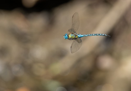 aeshna affinis aeschne affine male aeshna affinis aeschne affine male