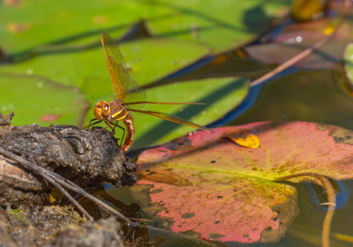 aeshna grandis grande aeschne aeshna grandis grande aeschne