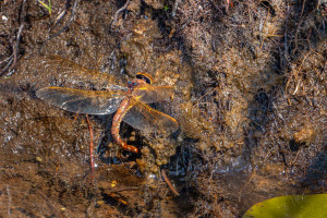 aeshna grandis grande aeschne aeshna grandis grande aeschne