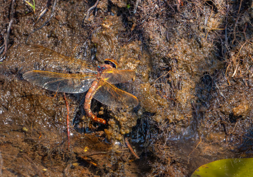 aeshna grandis grande aeschne aeshna grandis grande aeschne