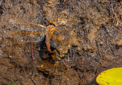 aeshna grandis grande aeschne aeshna grandis grande aeschne