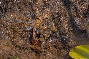 aeshna grandis grande aeschne aeshna grandis grande aeschne