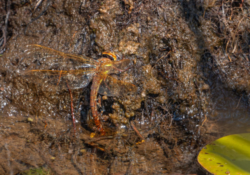 aeshna grandis grande aeschne aeshna grandis grande aeschne