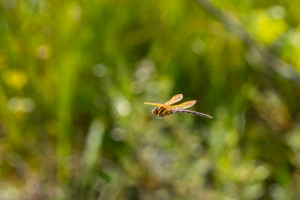aeshna grandis grande aeschne male aeshna grandis grande aeschne male
