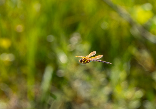 aeshna grandis grande aeschne male aeshna grandis grande aeschne male