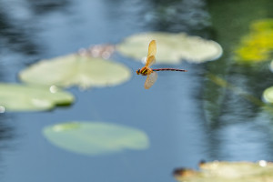aeshna grandis grande aeschne male aeshna grandis grande aeschne male