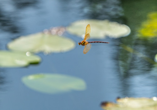 aeshna grandis grande aeschne male aeshna grandis grande aeschne male