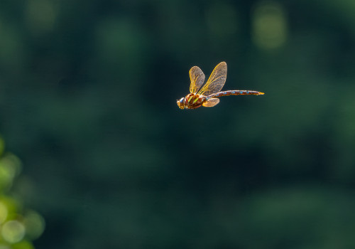 aeshna grandis grande aeschne male aeshna grandis grande aeschne male