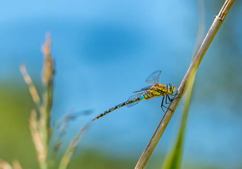 aeshna mixta aeschne mixte male aeshna mixta aeschne mixte male