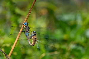 aeshna mixta l aeschne mixte couple aeshna mixta l aeschne mixte couple