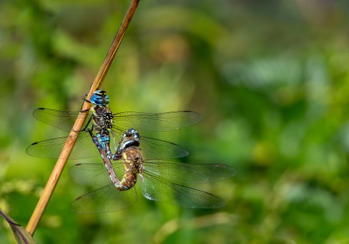 aeshna mixta l aeschne mixte couple aeshna mixta l aeschne mixte couple