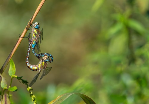 aeshna mixta l aeschne mixte couple aeshna mixta l aeschne mixte couple