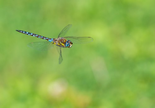 aeshna mixta l aeschne mixte male aeshna mixta l aeschne mixte male