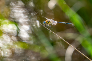 aeshna mixta l aeschne mixte male 12 aeshna mixta l aeschne mixte male 12