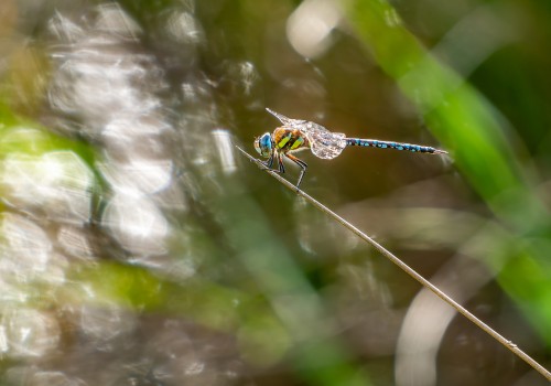 aeshna mixta l aeschne mixte male 12 aeshna mixta l aeschne mixte male 12