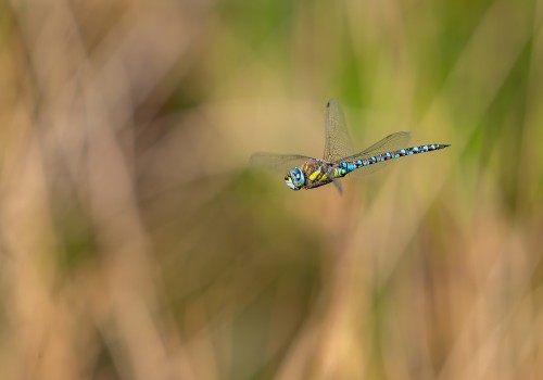 aeshna mixta l aeschne mixte male aeshna mixta l aeschne mixte male