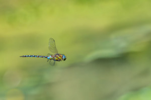 aeshna mixta l aeschne mixte male aeshna mixta l aeschne mixte male