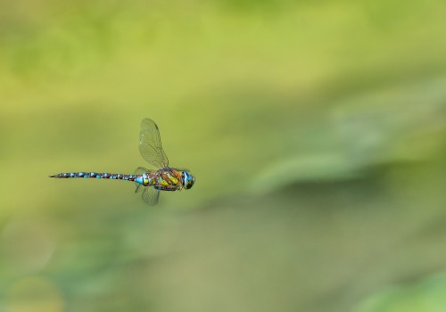 aeshna mixta l aeschne mixte male aeshna mixta l aeschne mixte male