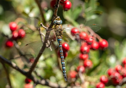 aeshna mixta l aeschne mixte male aeshna mixta l aeschne mixte male