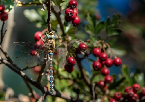 aeshna mixta l aeschne mixte male aeshna mixta l aeschne mixte male