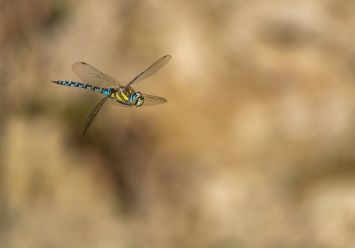 aeshna mixta l aeschne mixte male aeshna mixta l aeschne mixte male