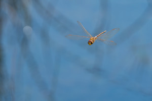 anax ephippiger anax porte selle anax ephippiger anax porte selle