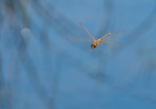 anax ephippiger  anax porte selle 