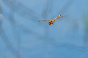 anax ephippiger anax porte selle anax ephippiger anax porte selle