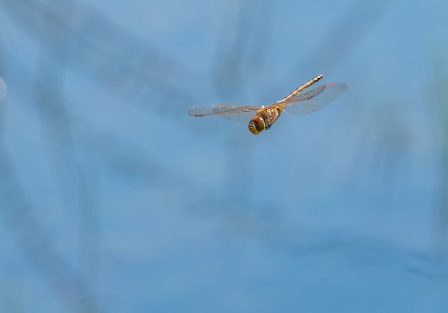 anax ephippiger  anax porte selle 