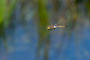 anax ephippiger anax porte selle anax ephippiger anax porte selle