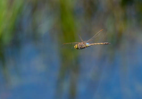 anax ephippiger  anax porte selle 