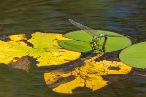 anax imperator anax empereur femelle anax imperator anax empereur femelle