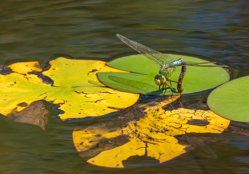 anax imperator  anax empereur  femelle