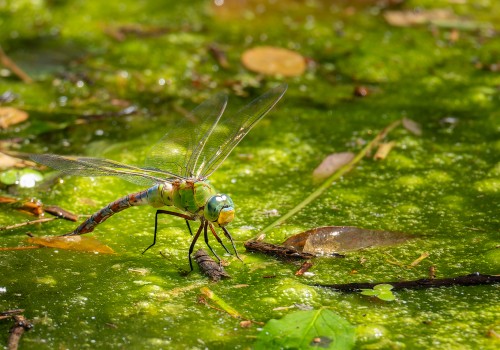 anax imperator  anax empereur  femelle