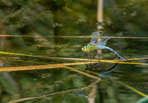 anax imperator  anax empereur  femelle
