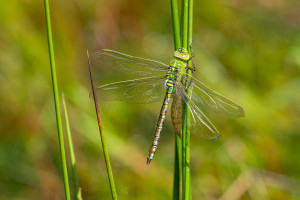 anax imperator anax empereur femelle anax imperator anax empereur femelle