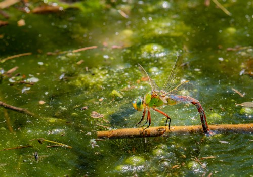 anax imperator  anax empereur  femelle