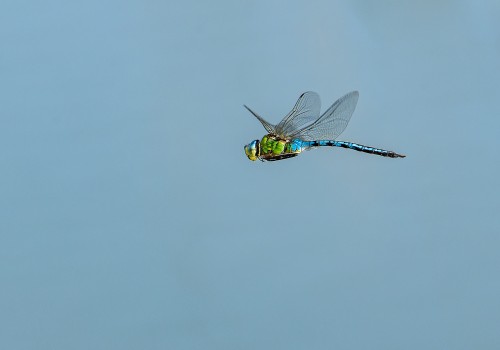 anax imperator  anax empereur  male