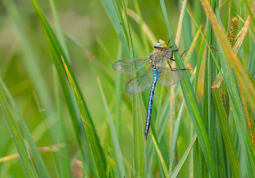 anax imperator  anax empereur  male 10