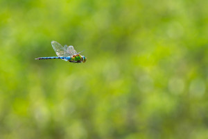 anax imperator anax empereur male anax imperator anax empereur male