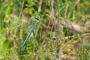anax imperator anax empereur male anax imperator anax empereur male