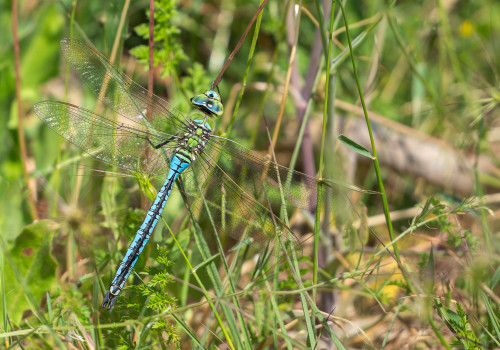 anax imperator  anax empereur  male