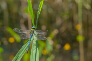 anax imperator anax empereur male anax imperator anax empereur male