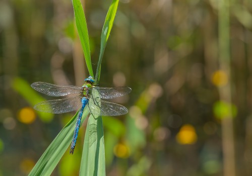 anax imperator  anax empereur  male