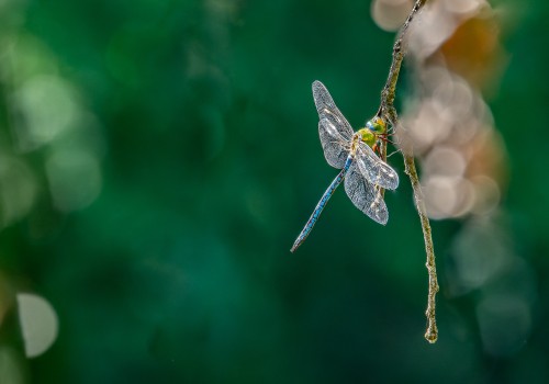 anax imperator  anax empereur  male