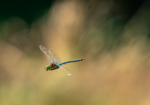 anax parthenope   anax napolitain male